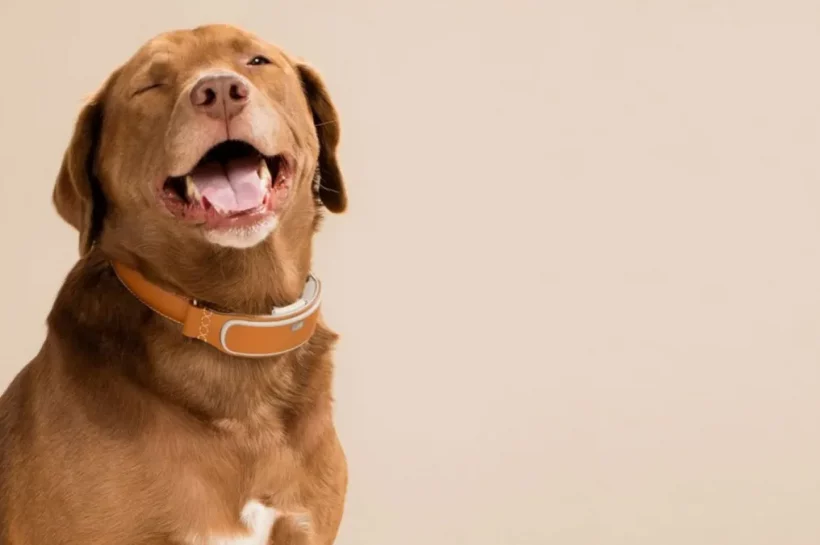 Here Are The Top Wireless Dog Collars